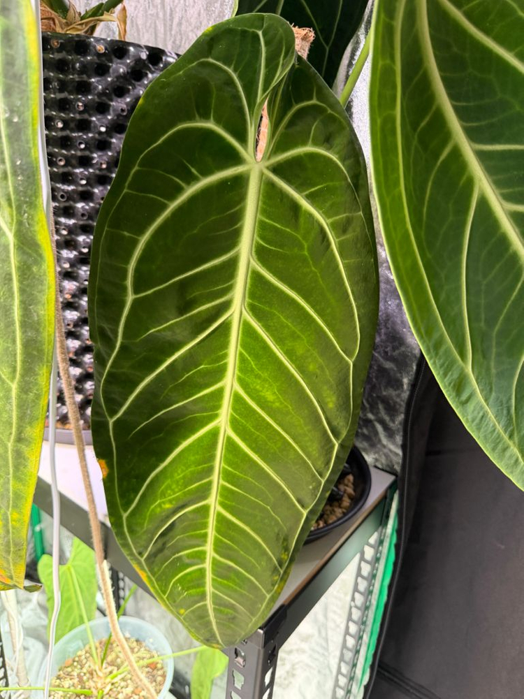 안스리움 와로쿠아넘 대품 이미지