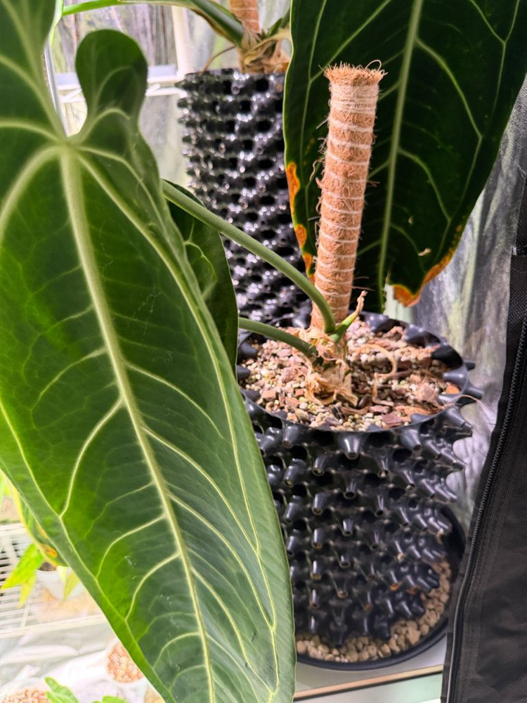 안스리움 와로쿠아넘 대품 이미지