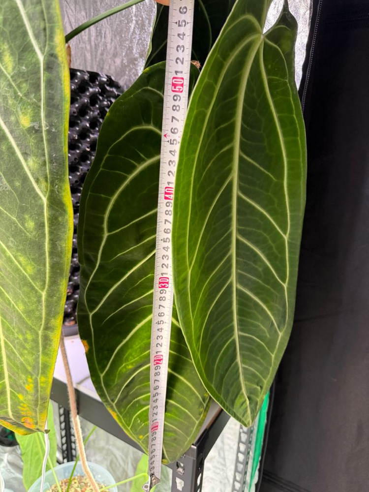 안스리움 와로쿠아넘 대품 이미지