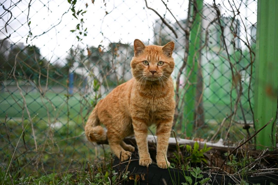 니콘 실버 45mm 2.8p 팬케잌렌즈 이미지