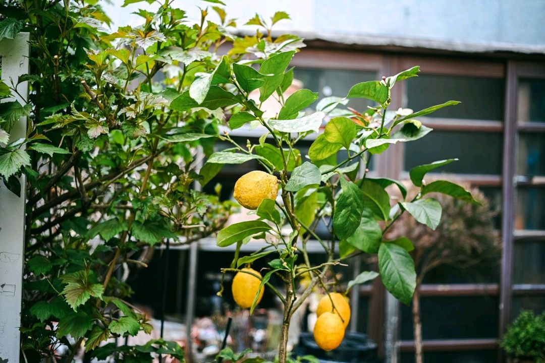 니콘 실버 45mm 2.8p 팬케잌렌즈 이미지