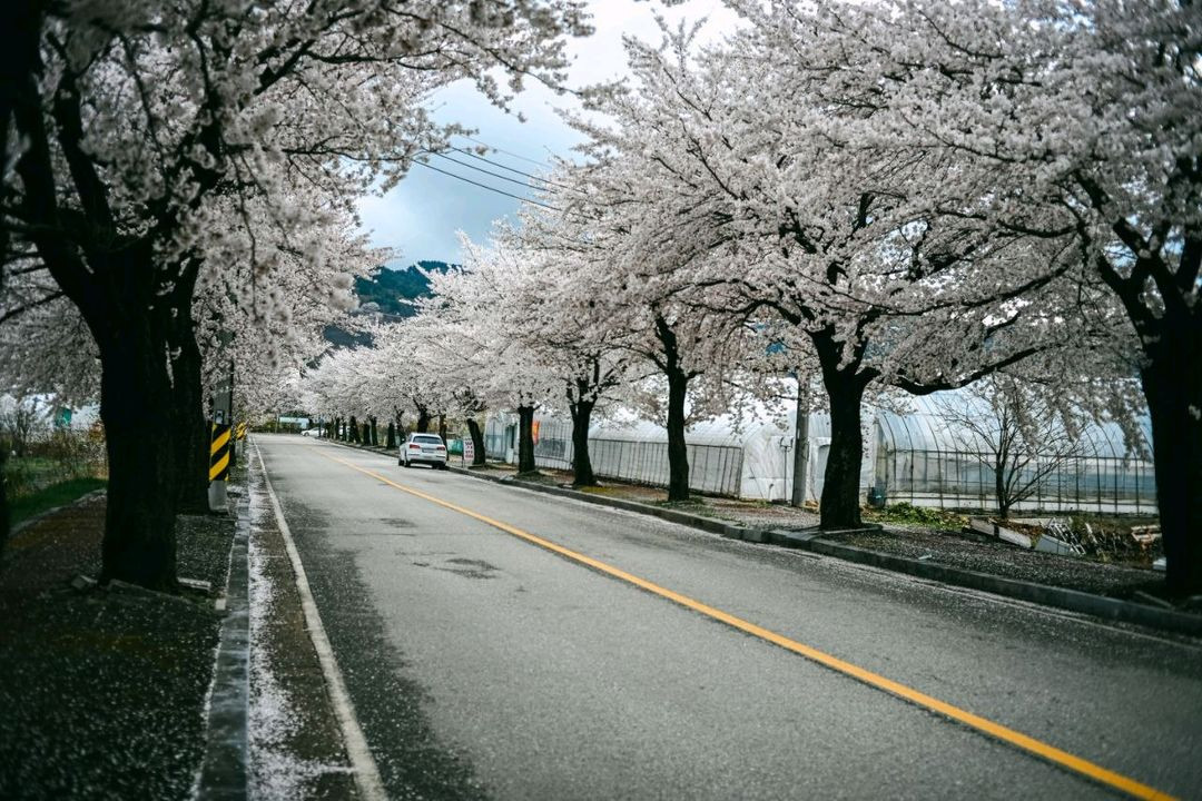 니콘 실버 45mm 2.8p 팬케잌렌즈 이미지