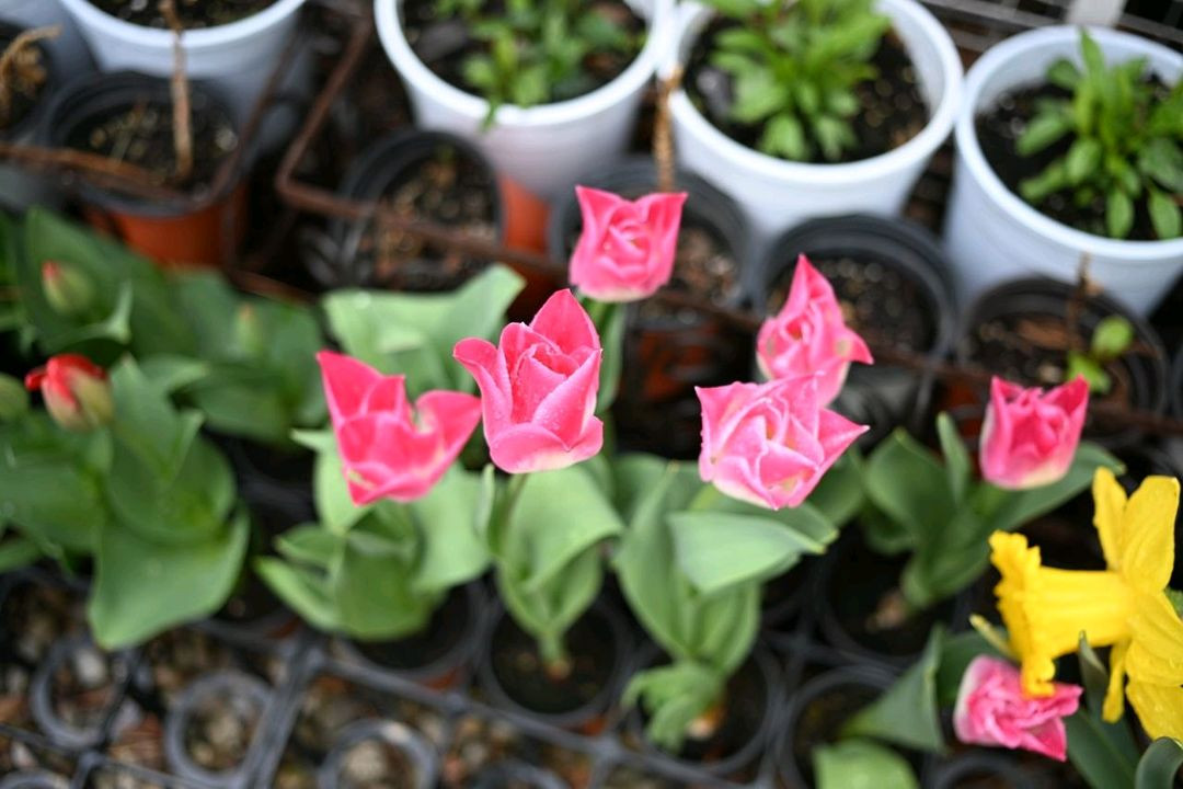 니콘 실버 45mm 2.8p 팬케잌렌즈 이미지