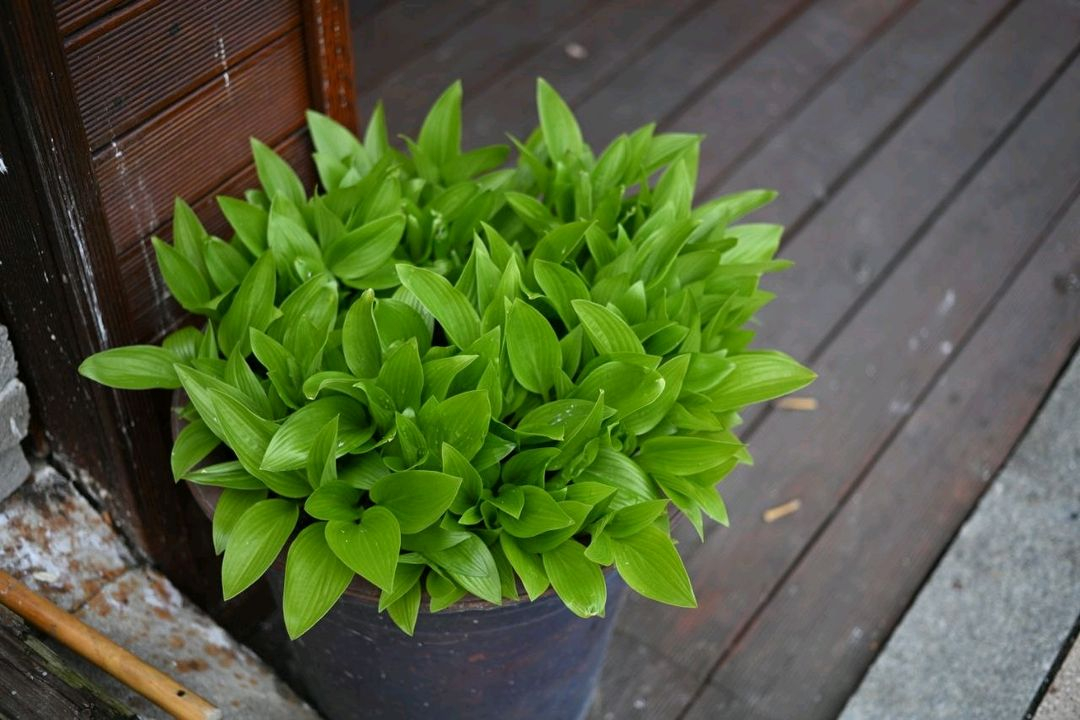 니콘 실버 45mm 2.8p 팬케잌렌즈 이미지