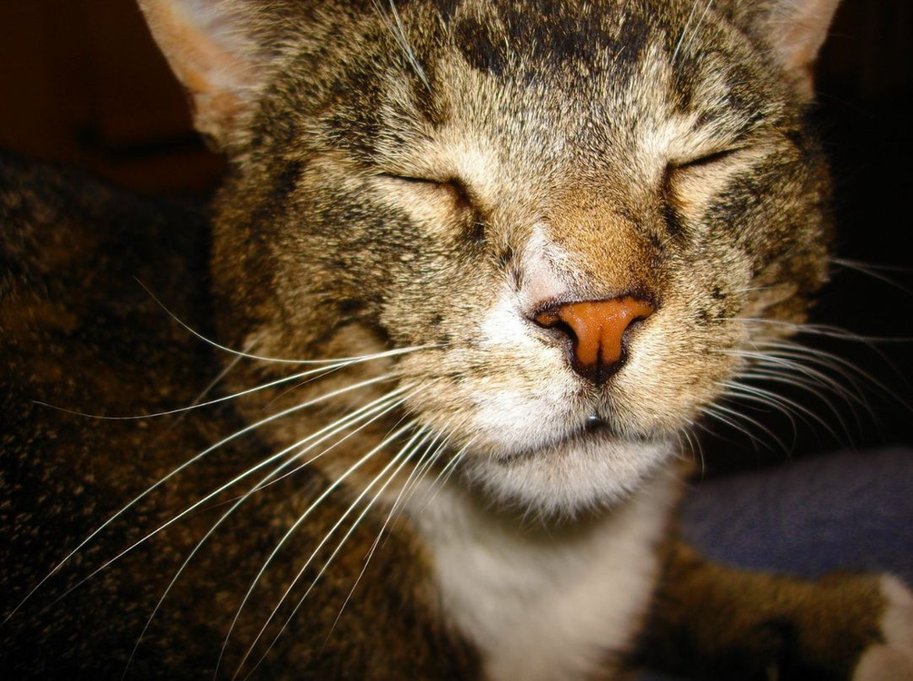 미사용/ 소니 사이버샷 빈티지 디카 DSC-N1 카메라 이미지