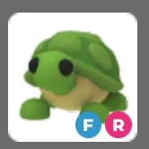 입양하세요 거북이 날타 이미지