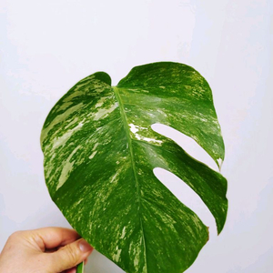 몬스테라 알보 산반무늬 눈자리 상개체(1-8번) 이미지