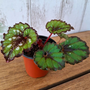 더치스플랜더 베고니아 이미지