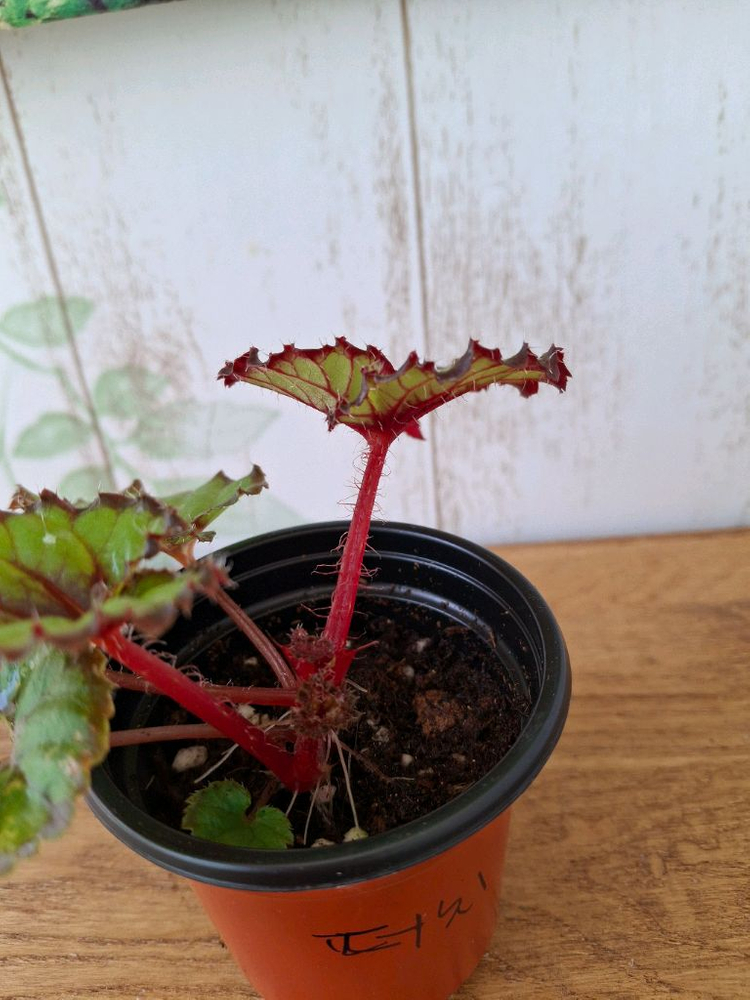 더치스플랜더 베고니아 이미지