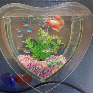 하트 모양 식물 어항 세트 이미지