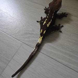 듄 소설 전권 신장판 구매합니다 이미지