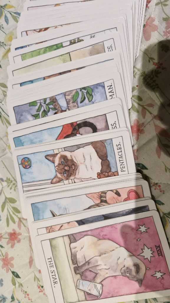 고양이 타로카드 세트 이미지