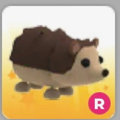 입양하세요 고슴도치 이미지