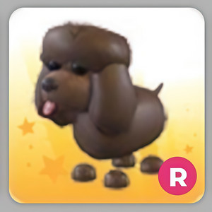 입양하세요 타는 아이리시 워터 스패니얼 (갈푸) 이미지