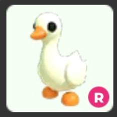 입양하세요 거위 이미지