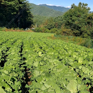 2026년 전라도 김장김치예약 받아요 이미지