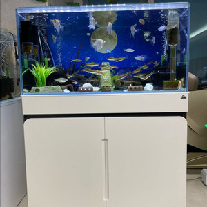 (경기북부) HOYA 호야 올디아망 수조 10T 3자 어항 + 모비딕 받침대 축양장 세트 S급 판매 이미지