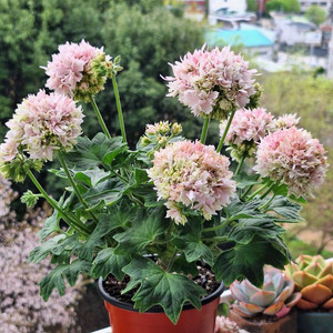 제라늄 캔디플로스도넛 대품 이미지