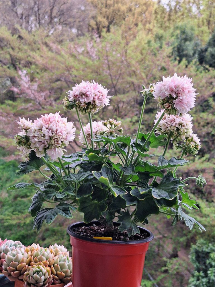 제라늄 캔디플로스도넛 대품 이미지