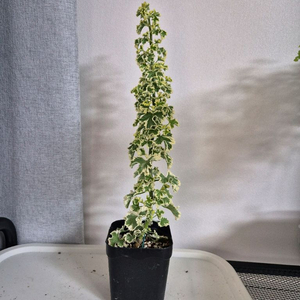 리갈센티드제라늄 흰무늬크리스펌 이미지