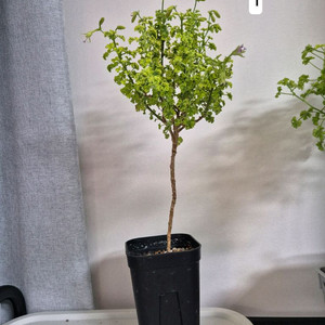 센티드제라늄 시스썬버스트 / 택배비포함 이미지