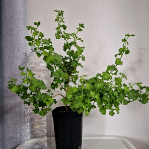 리갈제라늄 콴탁메이 이미지