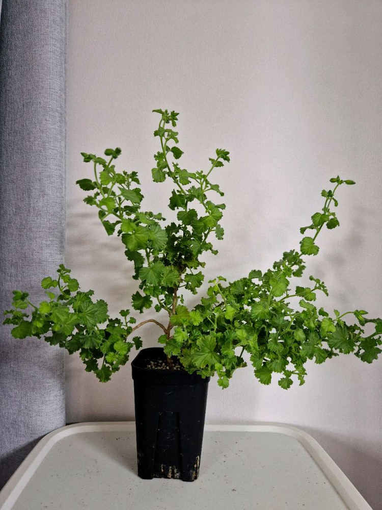 리갈제라늄 콴탁메이 이미지