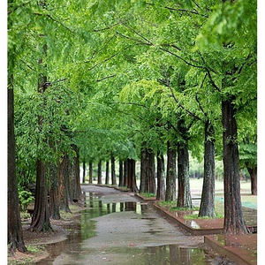 피망 맞고 머니 삽니다 이미지