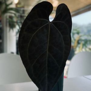 안스리움 에오스 다크폼 PA bagkun offset 이미지