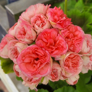 제라늄 5개고르시고 35000 원(종류많아요) 이미지