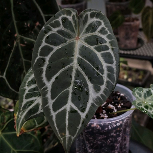 안스리움 블루크리스탈리넘 이미지