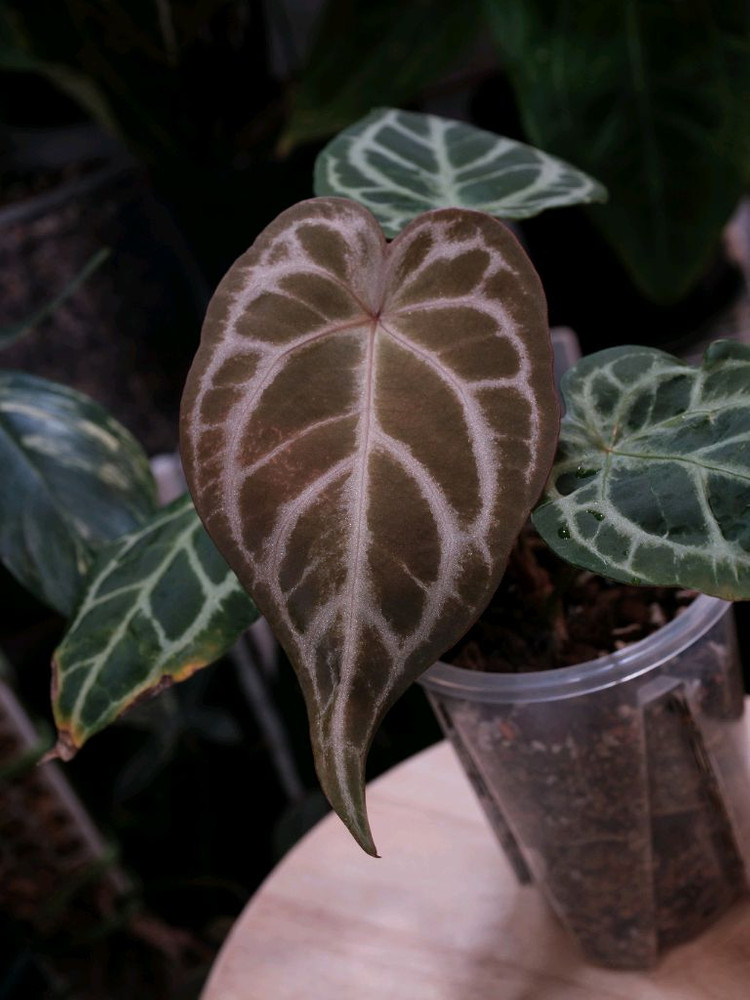 안스리움 블루크리스탈리넘 이미지