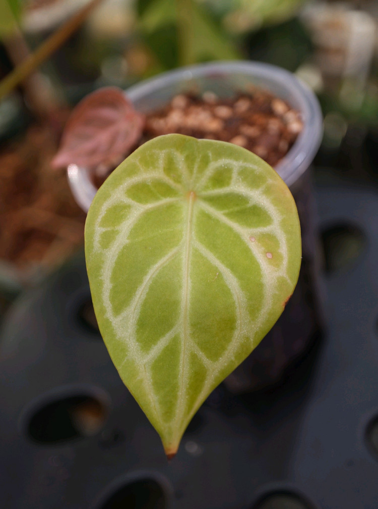 안스리움 블루크리스탈리넘 이미지