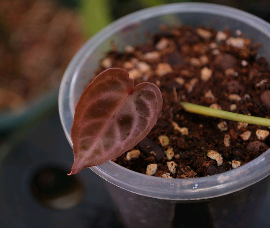 안스리움 블루크리스탈리넘 이미지