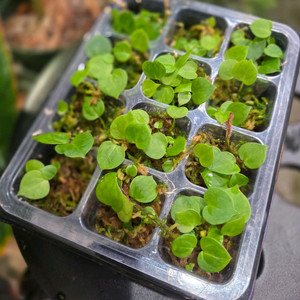 안스리움 엑스원 x 크리스탈리넘 이미지