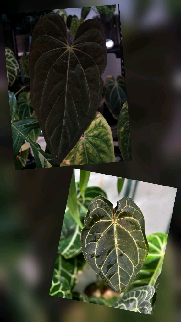 안스리움 엑스원 x 크리스탈리넘 이미지