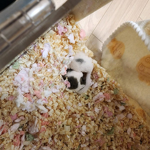 피그미다람쥐 한쌍 + 사육장 분양 이미지