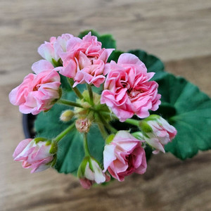 제라늄 챠밍레이지걸 이미지