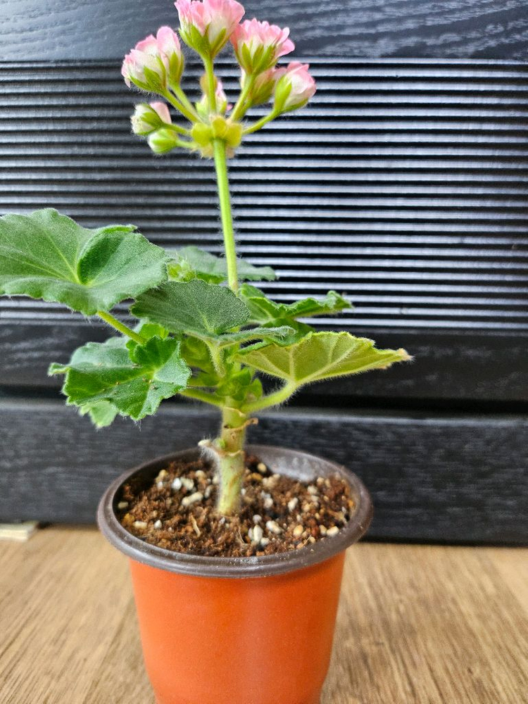 제라늄 챠밍레이지걸 이미지