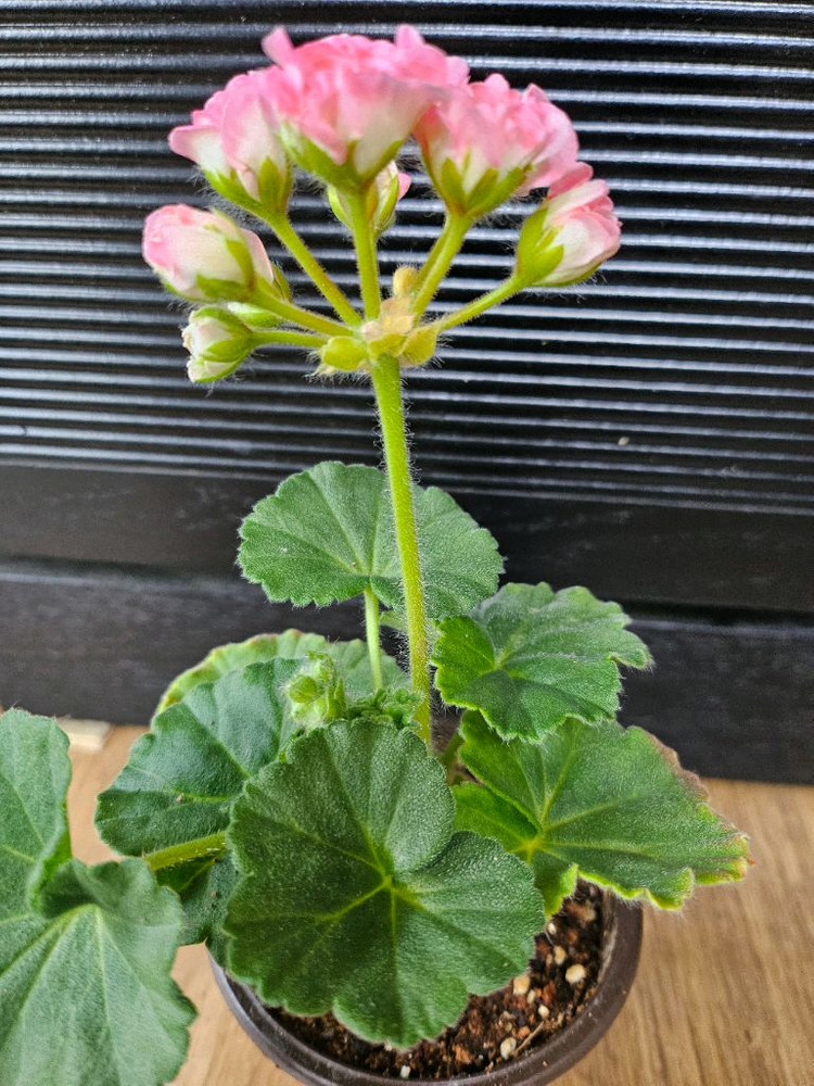 제라늄 챠밍레이지걸 이미지