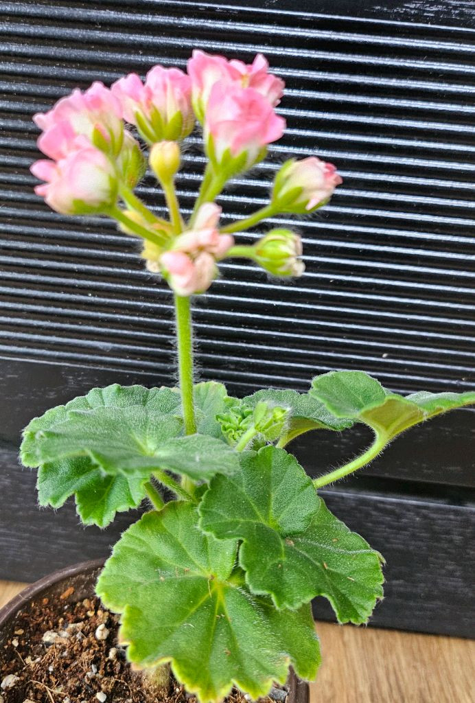 제라늄 챠밍레이지걸 이미지