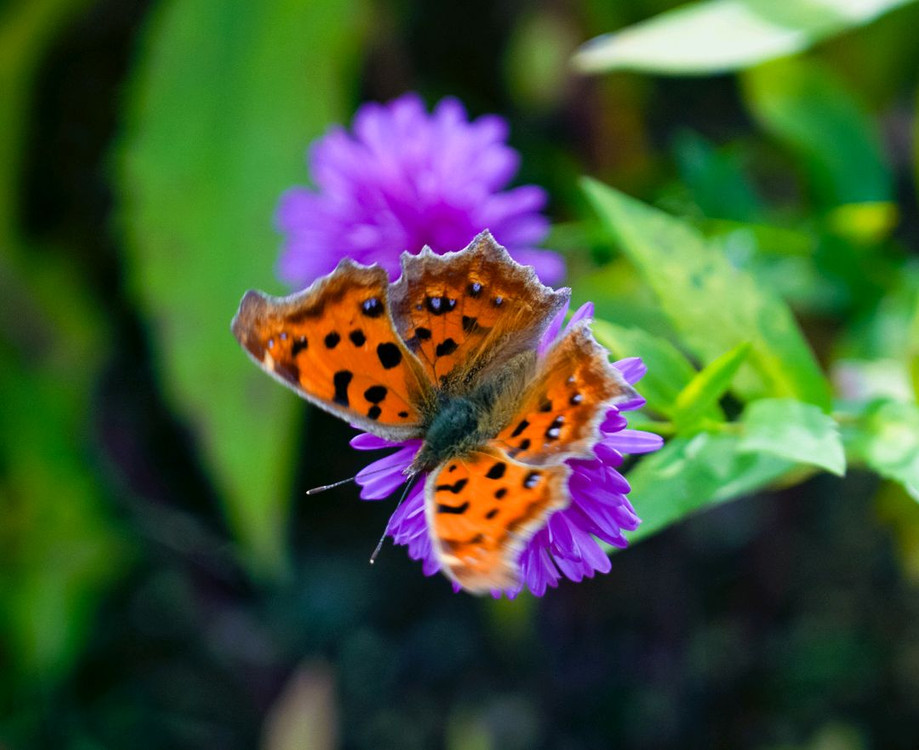 미러리스용 24-105mm F4 G OSS 렌즈(사진작례있음) 이미지