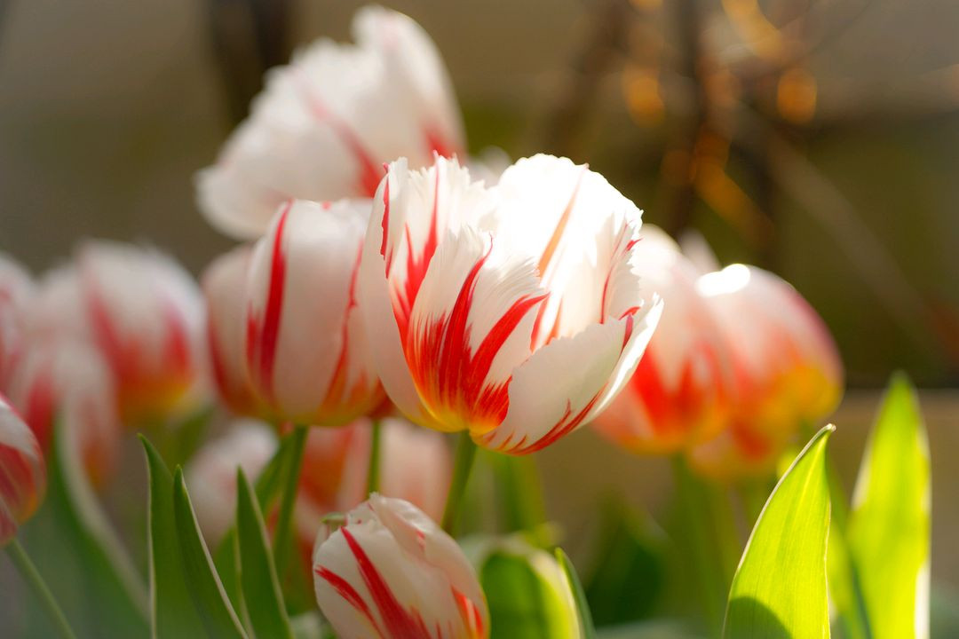 미러리스용 24-105mm F4 G OSS 렌즈(사진작례있음) 이미지