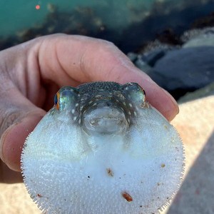 에어팟 프로2 라이트닝 오른쪽 유닛 싸게 삽니다 이미지