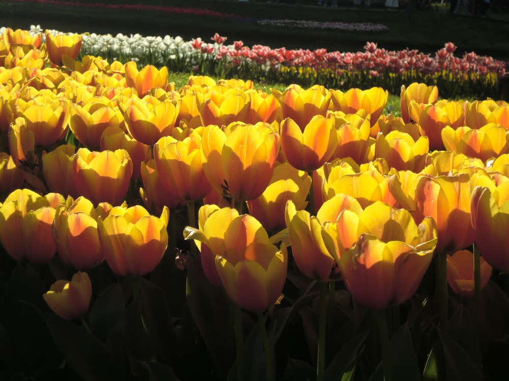 (로제, 모카, 아일릿) 미품급! 카시오 엑슬림 z2000 로즈핑크 이미지