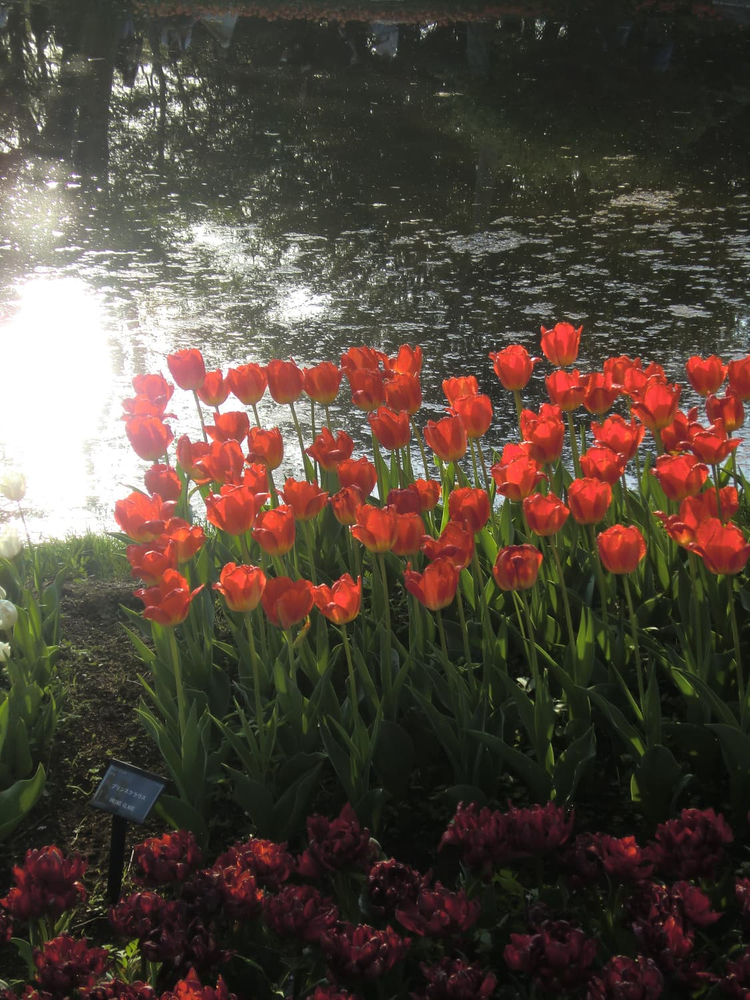 (로제, 모카, 아일릿) 미품급! 카시오 엑슬림 z2000 로즈핑크 이미지