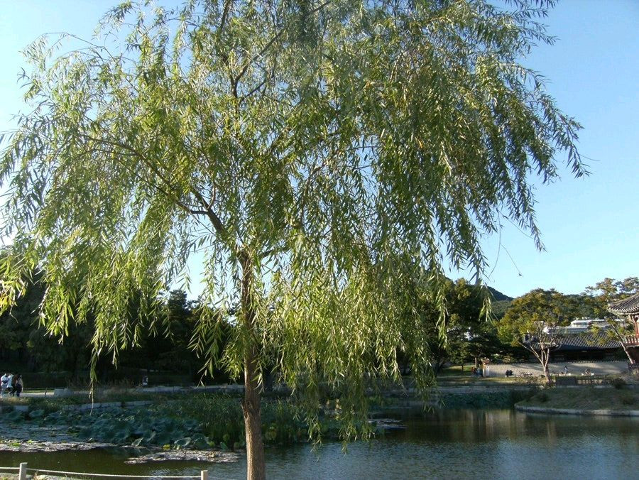 필름색감) 후지필름 Finepix F480 빈티지 카메라 이미지