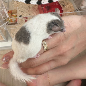 피그미다람쥐 성체한쌍 분양해요 이미지