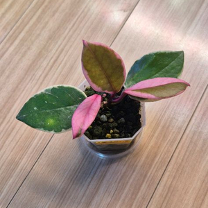 호야 퍼플프라이드 이미지