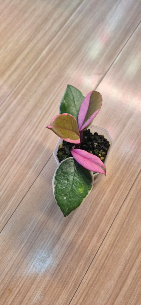 호야 퍼플프라이드 이미지